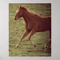 Scotch in Motion Poster