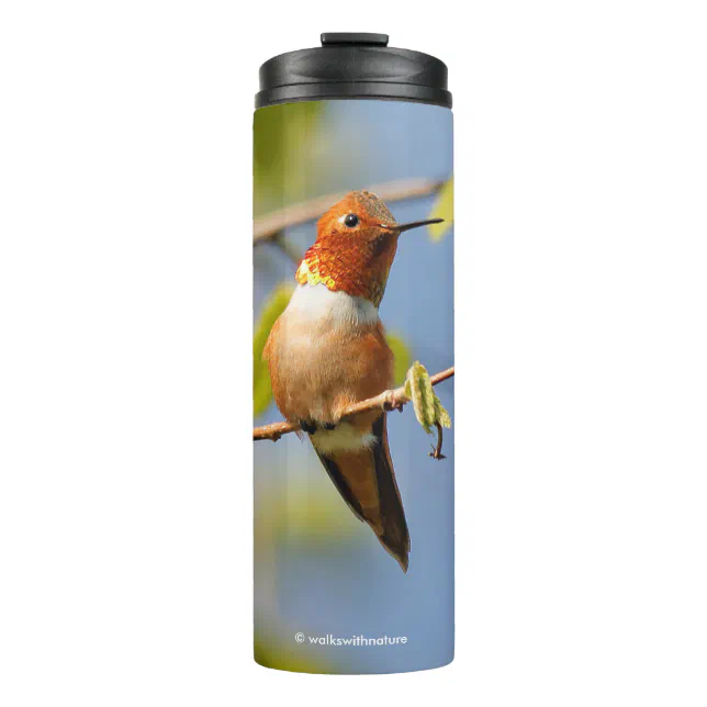 Perfectly Posed Male Rufous Hummingbird Thermal Tumbler