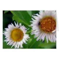 Bugs and White Flowers