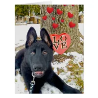 Black GSD Puppy with Hearts & Big Love Valentine