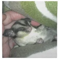 Sugar Glider Sleeping in Blanket Cloth Napkin