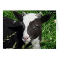 Amy's Lamb