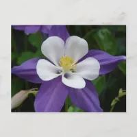 Columbine Purple and White Flower Postcard