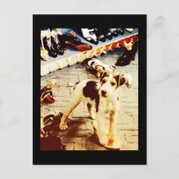 Dog and Shoes Postcard