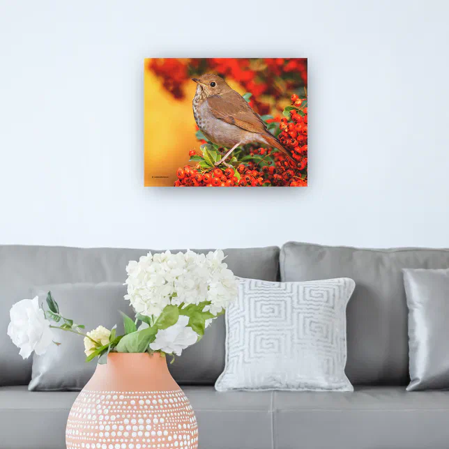 Hermit Thrush Songbird on the Scarlet Firethorn Canvas Print