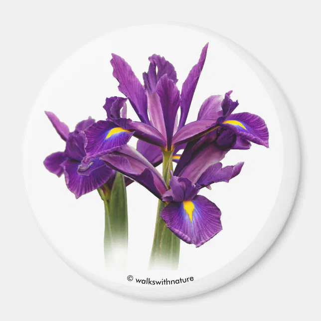 Dutch Iris Purple Sensation Magnet