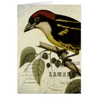 Vintage French Bird Digital Art