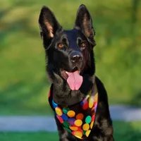 Bursting Colours Pet Bandana Collar