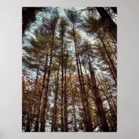 Beautiful Autumn Pine Trees Poster