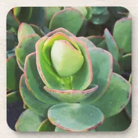 #succulents at the greenhouse. drink coaster