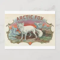 Vintage Arctic Fox Postcard