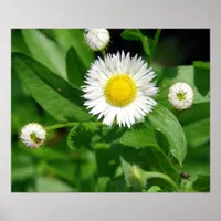 White Flower Weed Poster