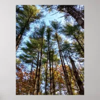 Beautiful Autumn Pine Trees Poster