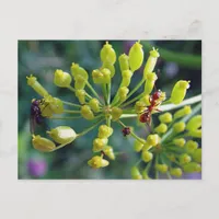 The Ant,The Fly, and the Weed Postcard