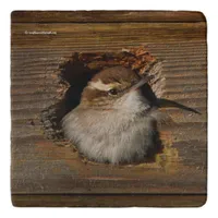 Cute Airbnb Moment Bewick's Wren in Nestbox Trivet