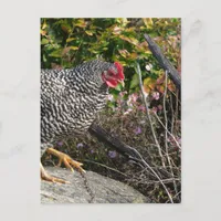 Barred Rock Hen Postcard