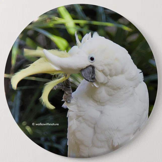 Funny Cute Sulfur-Crested Cockatoo Waves Hello Button