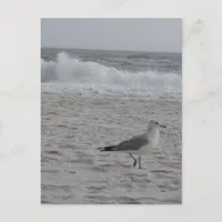 #6499 Beach Seagull Postcard