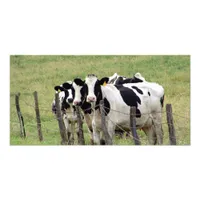 Dairy Cattle