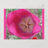 Pink Flower at the Garden Postcard