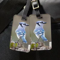 Cute Blue Jay Songbird on Treestump Luggage Tag