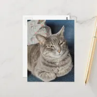 Cute Grey Tabby Cat Postcard