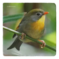 Colorful Leiothrix / Pekin Robin Songbird Trivet