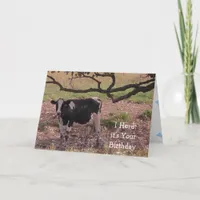 Holy Cow, You're Getting Old, Birthday  Card