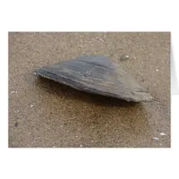 Don't Clam Up