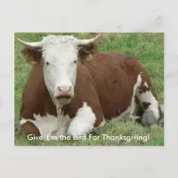 Give 'Em the Bird For Thanksgiving Cow Postcard