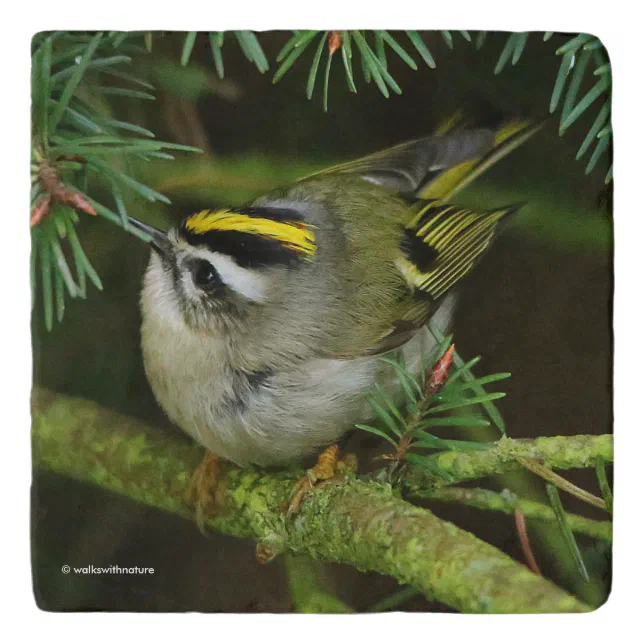 Cute Kinglet Songbird Causes Stir in the Fir Trivet