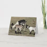 Reba, Patti, Shamrock, and Chickens All Occasions  Card
