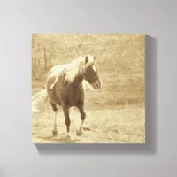 Sepia Pinto Pony Canvas Print