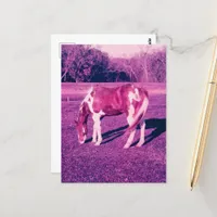 A Beautiful Paint Horse Expired Film Photography Postcard