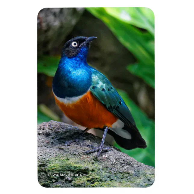 A Stunning African Superb Starling Songbird Magnet