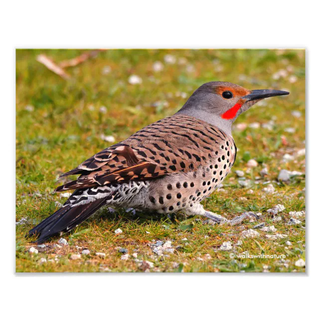 Ground-Foraging Male Red-Shafted Northern Flicker Photo Print