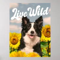 Live Wild Border Collie in Sunflowers Poster