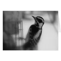 Downy Woodpecker