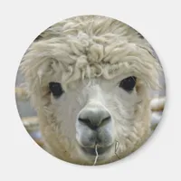 Adorable Magnet