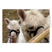 Mom and Cria