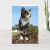 Torti Cat on a Hay Bale Card