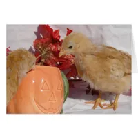 Fall Chicks