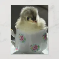 Blue Cochin Chick in Teacup Postcard