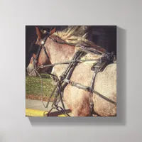 Beuatiful Horse Canvas Print