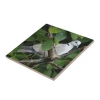 Eurasian Collared Dove on the Cherry Tree Ceramic Tile