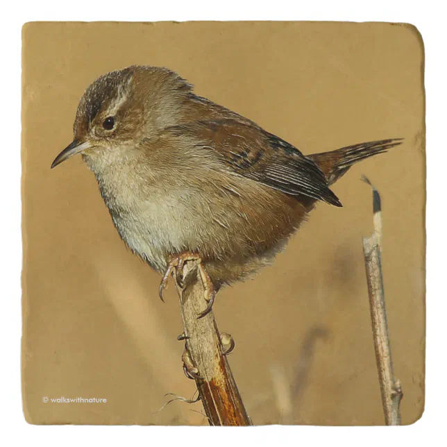 Profile of a Beautiful Marsh Wren Trivet