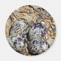 KillDeer Nest With Eggs Magnet