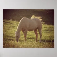 Palomino Horses