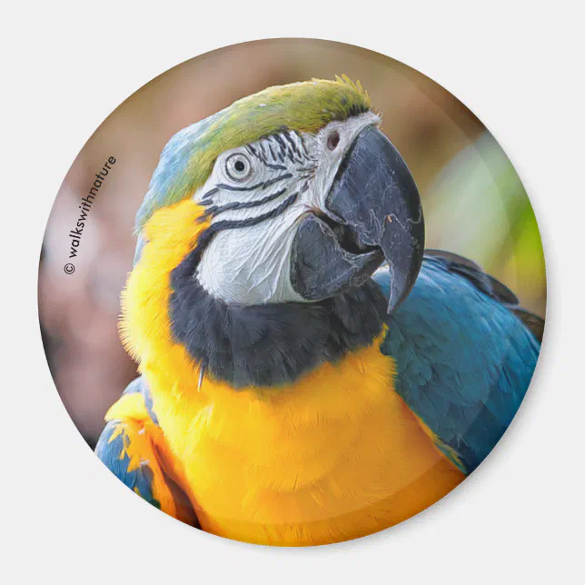 Beautiful Blue and Gold Macaw Magnet