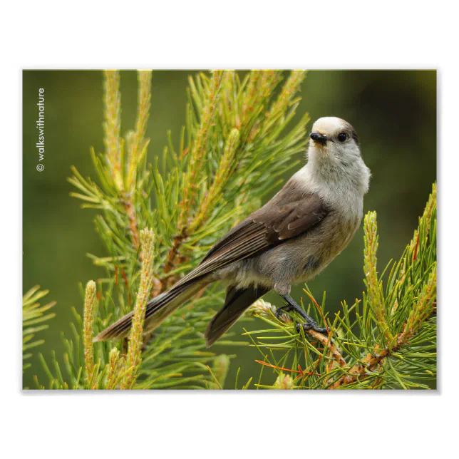 A Cute and Curious Grey Jay / Whiskeyjack Photo Print